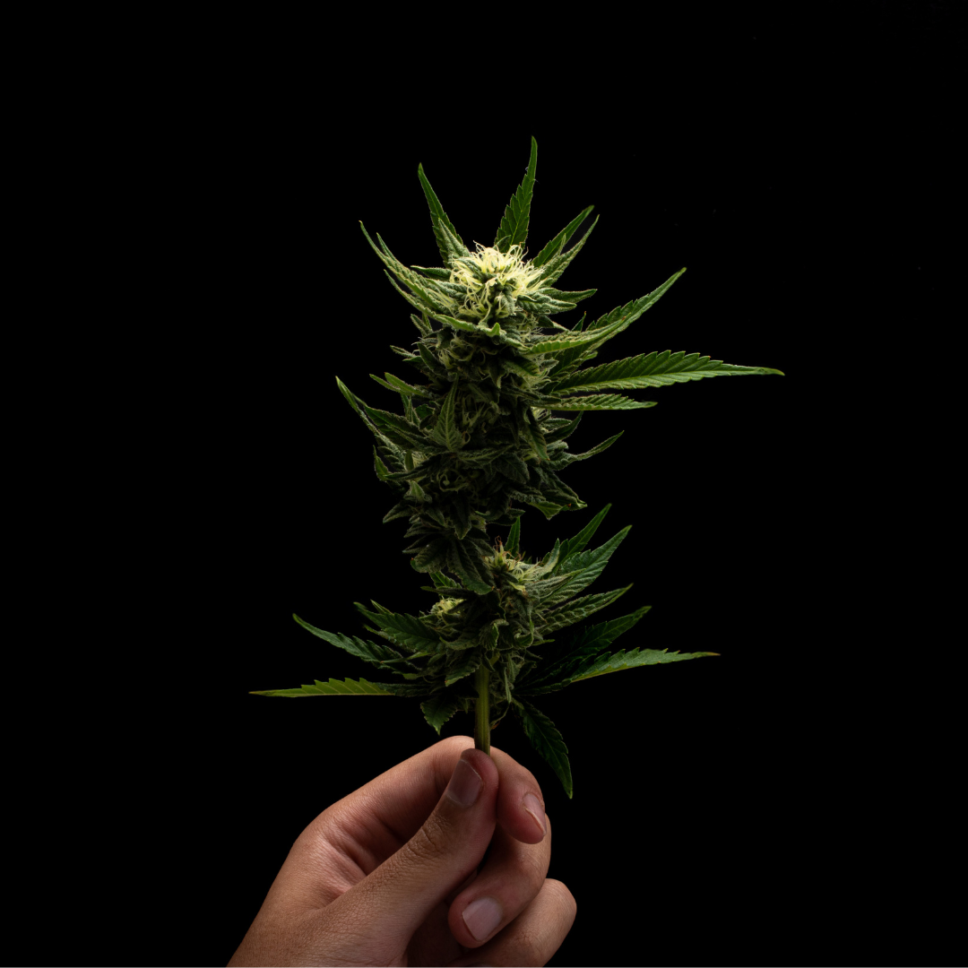 CBD en Colombia: Guía Completa 2026 (Legalidad, Usos y Dónde Comprar)